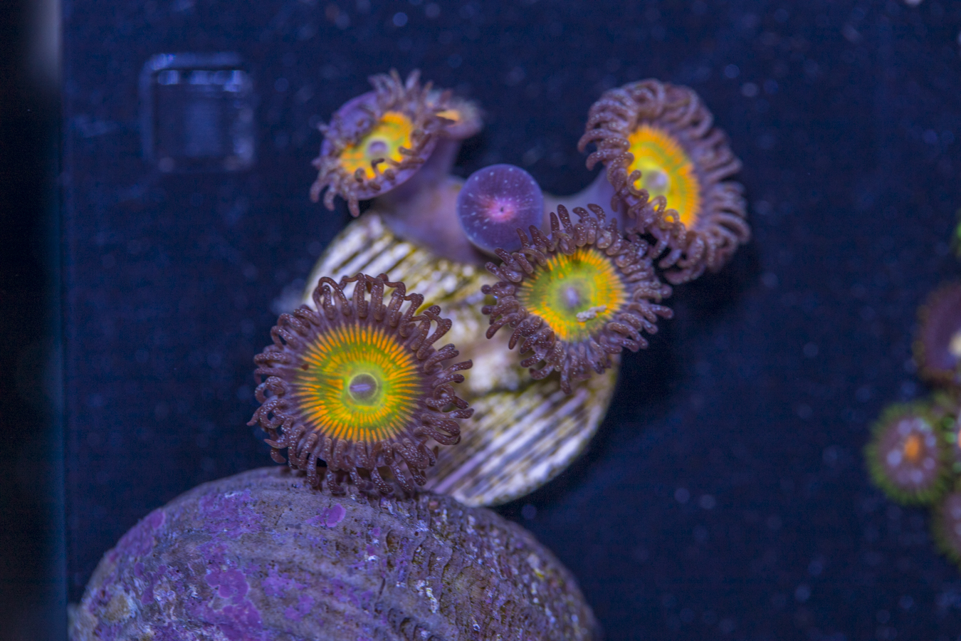 Zoanthids - Sunny D 1 Zoanthids - Sunny D