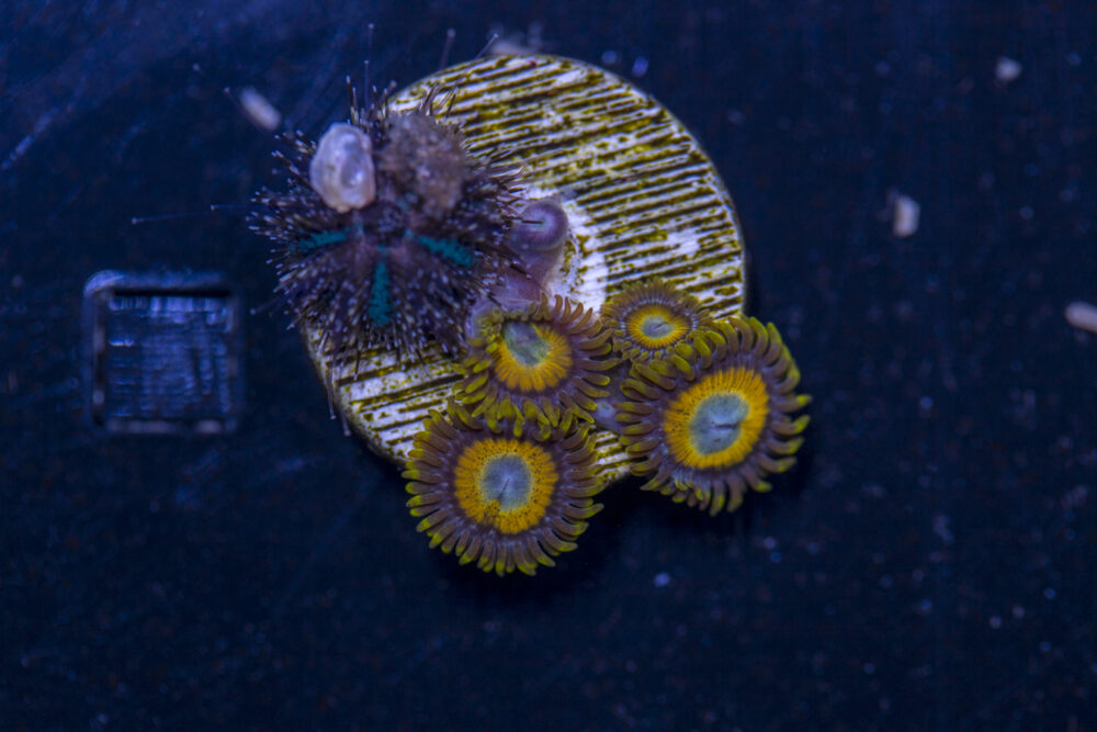 Zoanthids - LA Laker