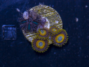 Zoanthids - LA Laker