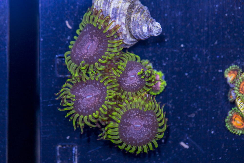 Zoanthids - Purple Monster