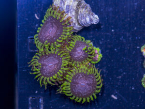 Zoanthids - Purple Monster