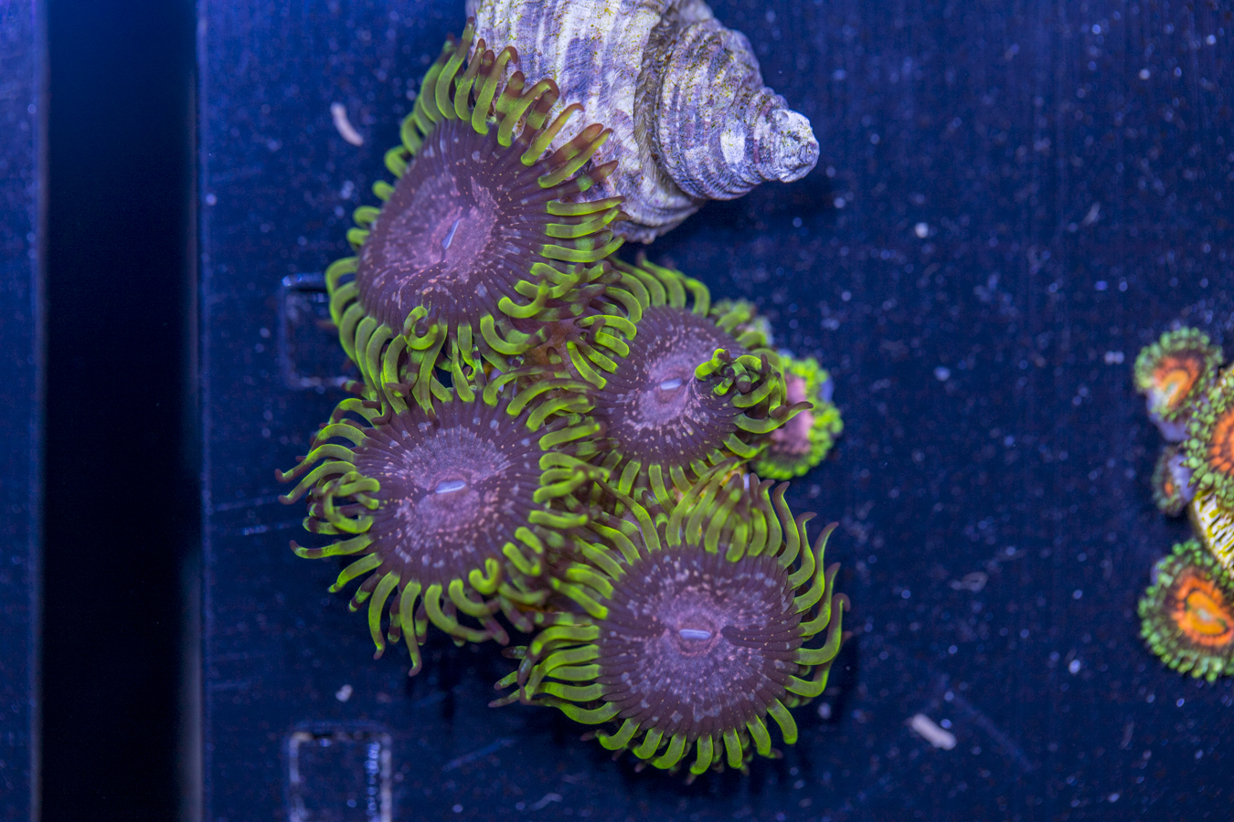 Zoanthids - Purple Monster 1 Zoanthids - Purple Monster