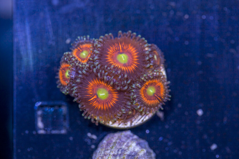 Zoanthids - Everlasting Gobstopper