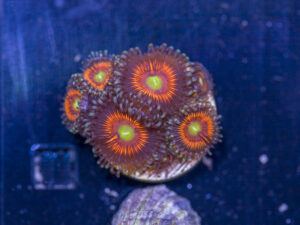 Zoanthids - Everlasting Gobstopper