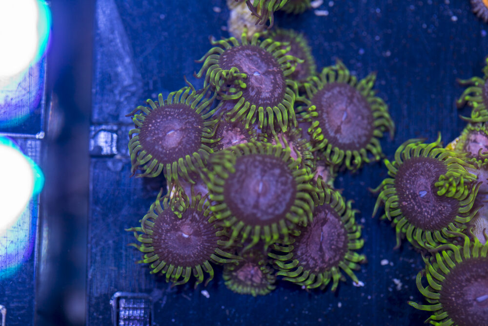 Zoanthids - Purple Monster