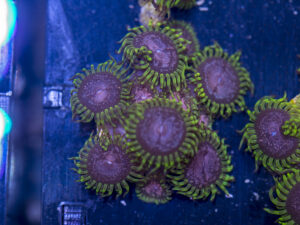 Zoanthids - Purple Monster