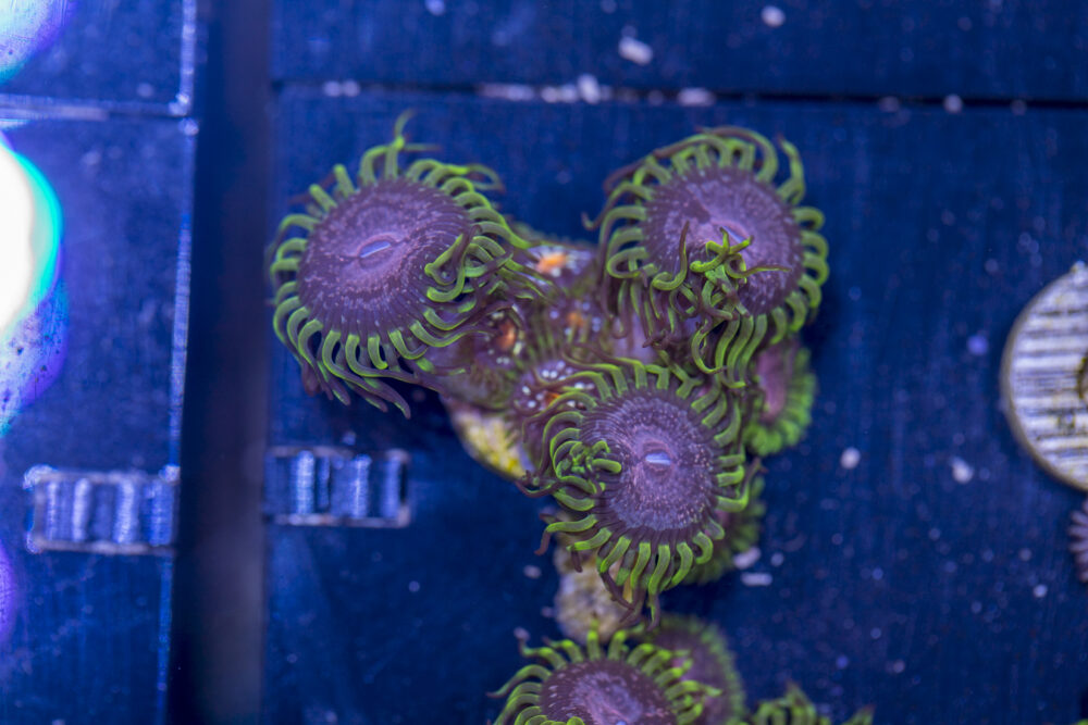 Zoanthids - Purple Monster