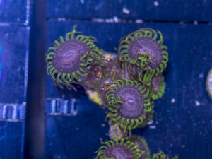 Zoanthids - Purple Monster