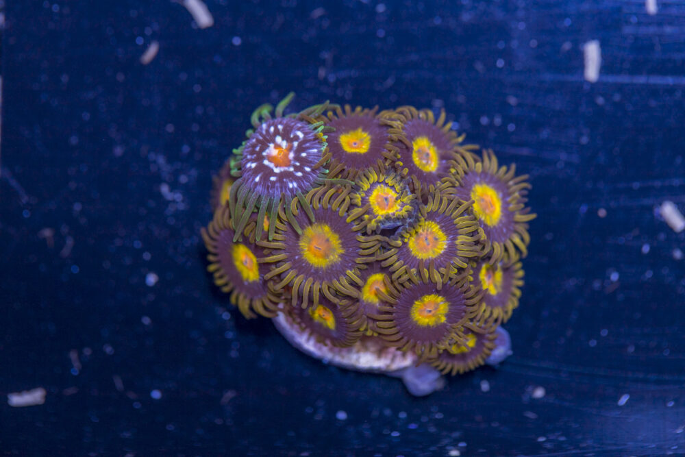 Zoanthids - King Midas