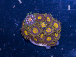 Zoanthids - King Midas