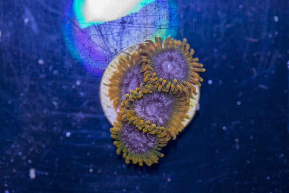 Zoanthids - Acid Reflux