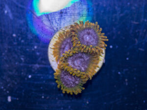 Zoanthids - Acid Reflux