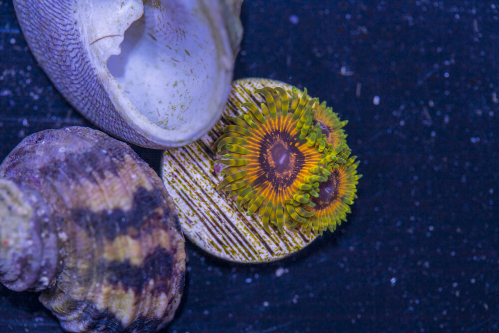 Zoanthids - Adonis