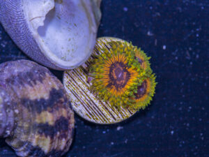 Zoanthids - Adonis