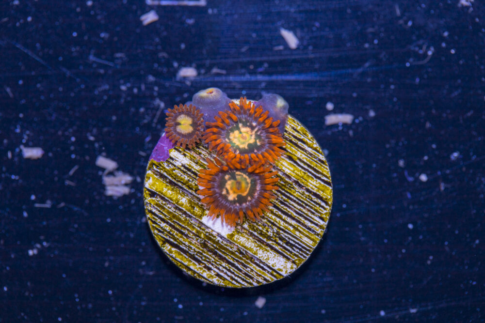 Zoanthids - Flaming Sun