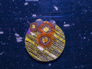 Zoanthids - Flaming Sun