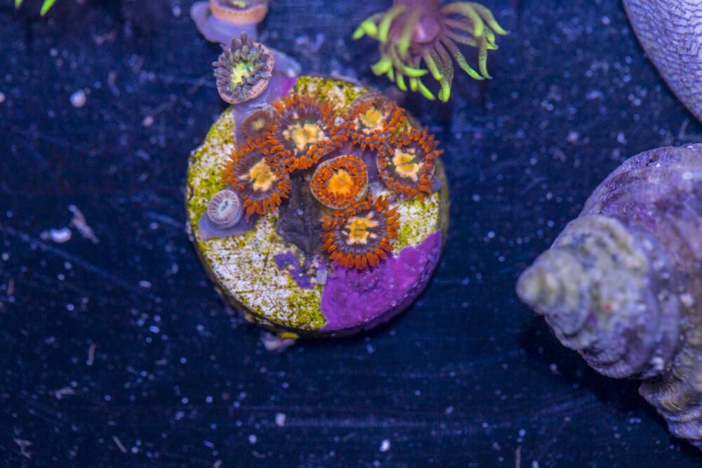 Zoanthids - Flaming Sun