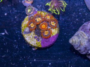 Zoanthids - Flaming Sun