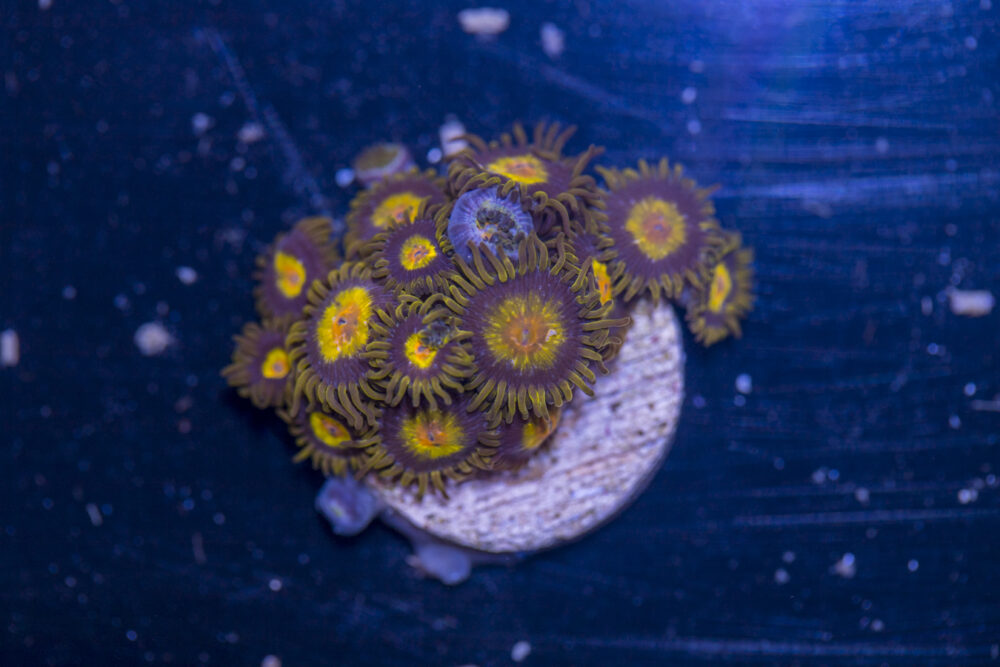 Zoanthids - King Midas