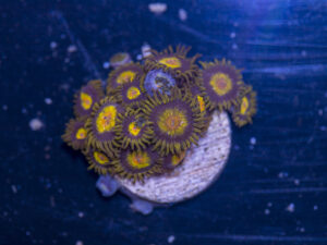 Zoanthids - King Midas