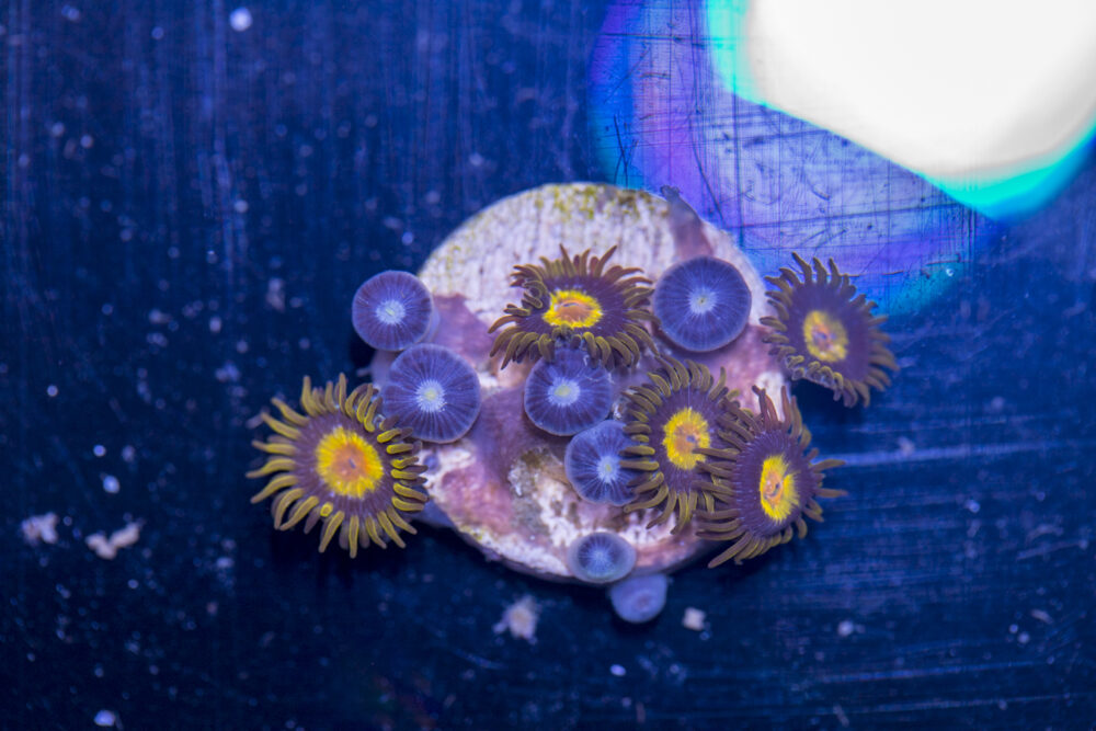 Zoanthids - King Midas