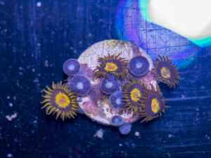 Zoanthids - King Midas