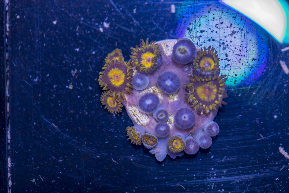 Zoanthids - King Midas