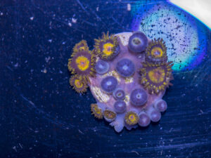 Zoanthids - King Midas