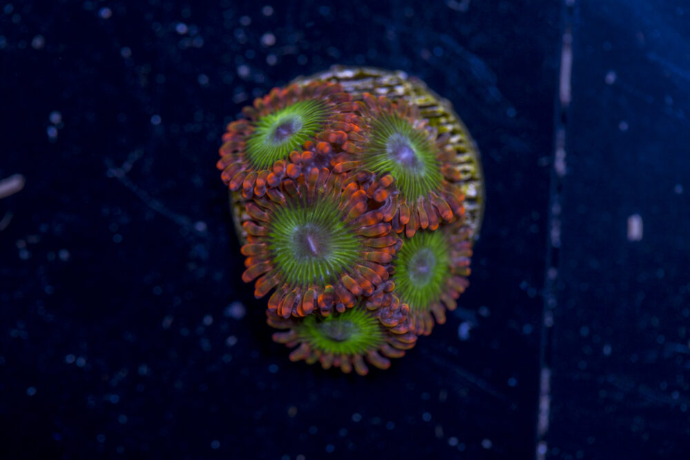 Zoanthids - Electric Oompa Loompa