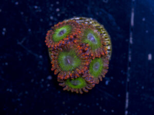 Zoanthids - Electric Oompa Loompa