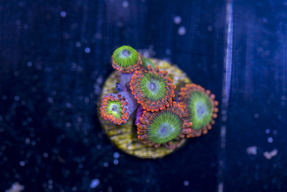 Zoanthids - Electric Oompa Loompa