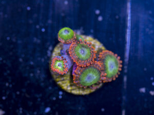 Zoanthids - Electric Oompa Loompa