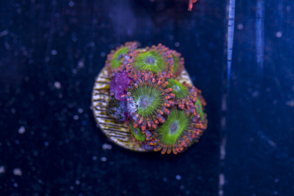 Zoanthids - Electric Oompa Loompa
