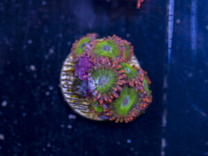 Zoanthids - Electric Oompa Loompa