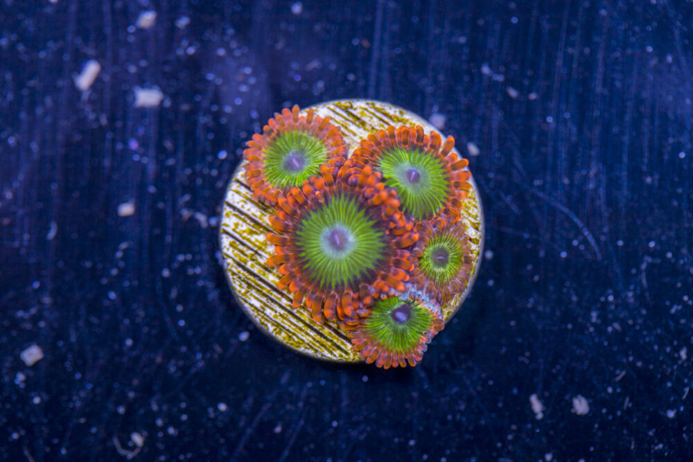 Zoanthids - Electric Oompa Loompa
