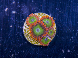 Zoanthids - Electric Oompa Loompa
