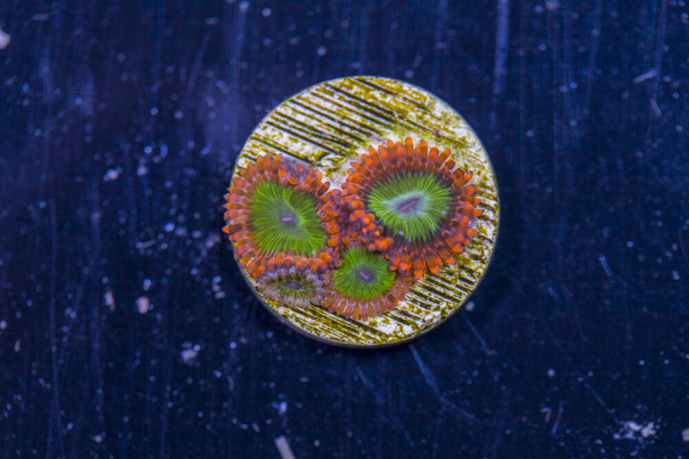 Zoanthids - Electric Oompa Loompa