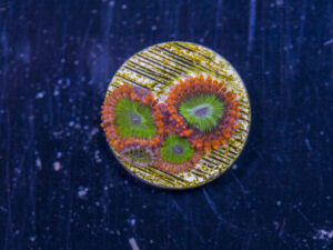 Zoanthids - Electric Oompa Loompa