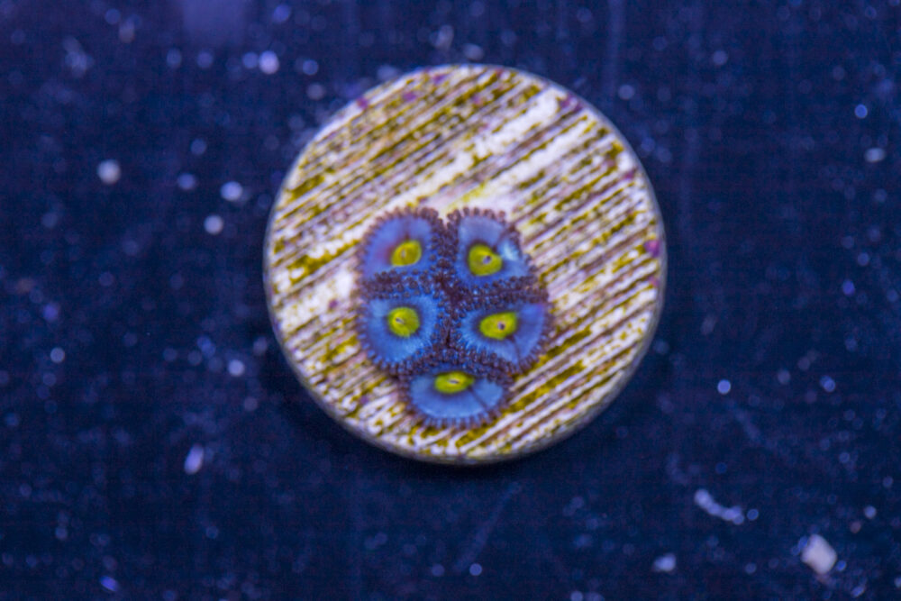 Zoanthids - AOI