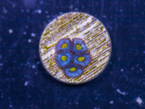 Zoanthids - AOI