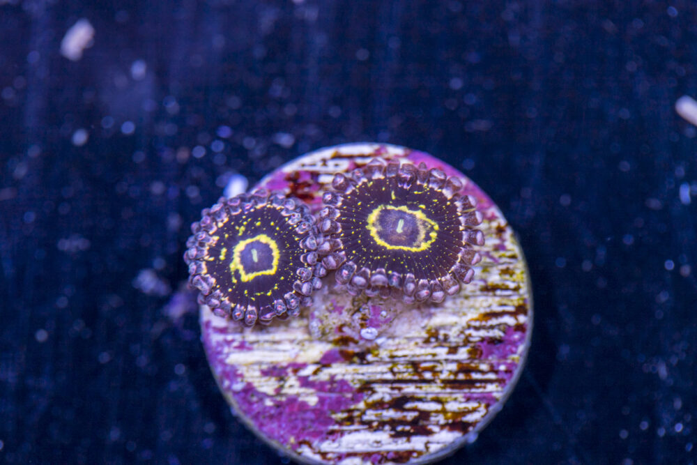 Zoanthids - Stratosphere
