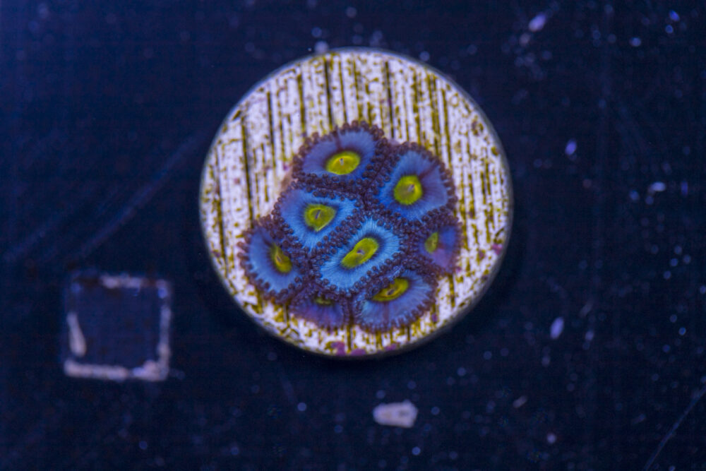 Zoanthids - AOI