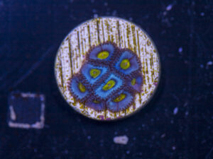 Zoanthids - AOI
