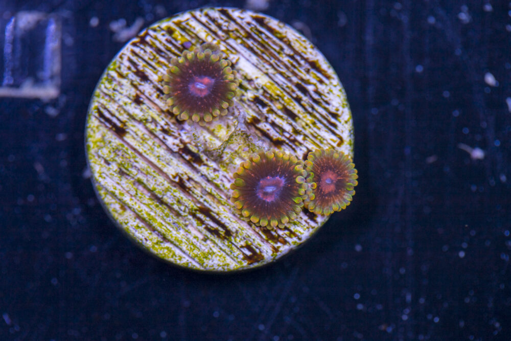 Zoanthids - Mind Tricks