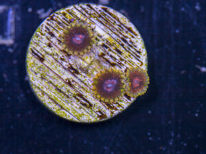 Zoanthids - Mind Tricks
