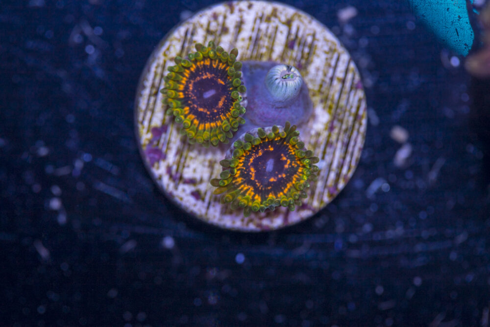 Zoanthids - Adonis