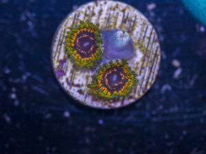 Zoanthids - Adonis