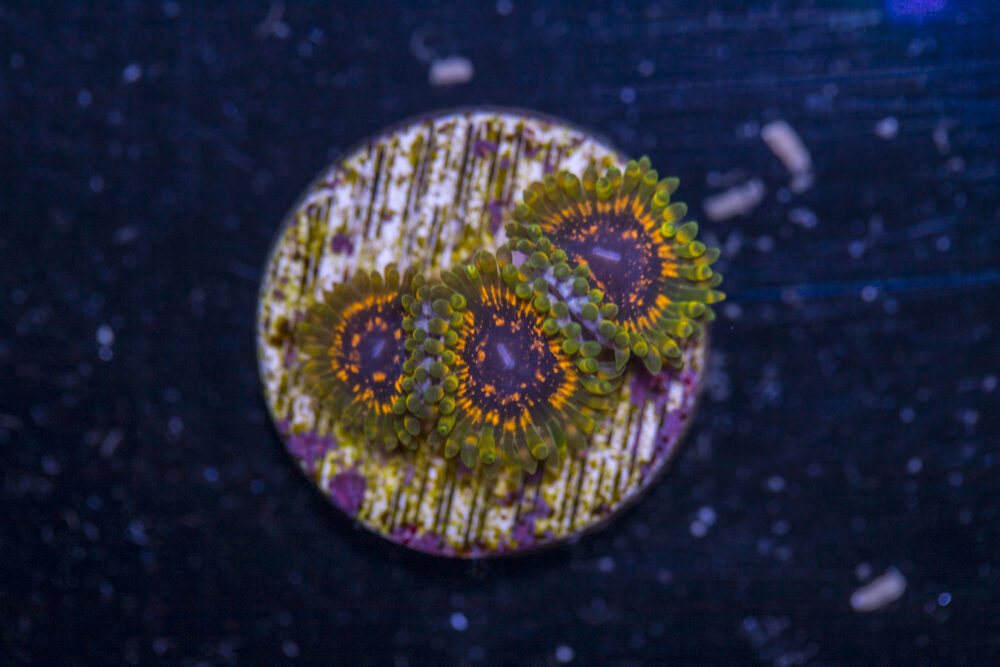 Zoanthids - Adonis