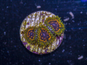 Zoanthids - Adonis