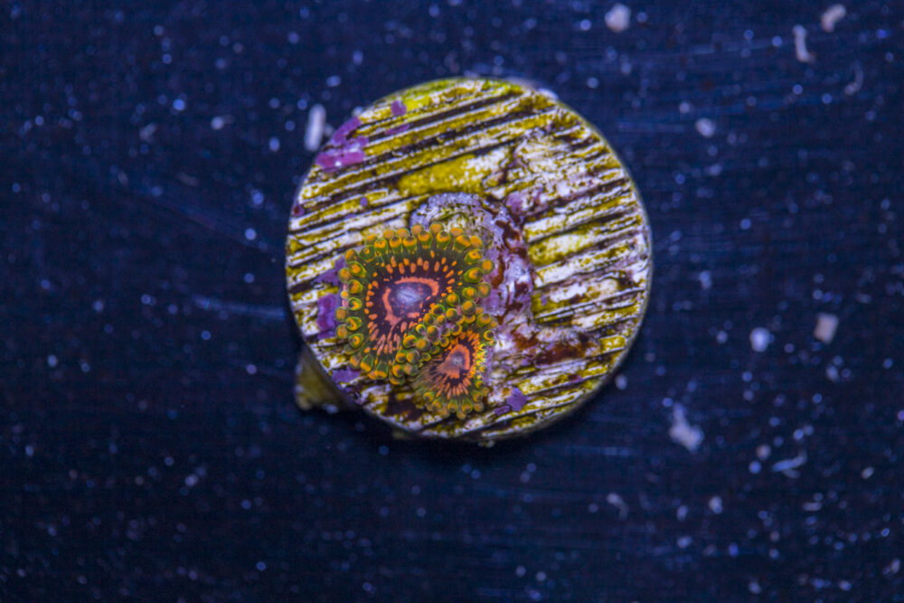 Zoanthids - Grand Master Krakatoa